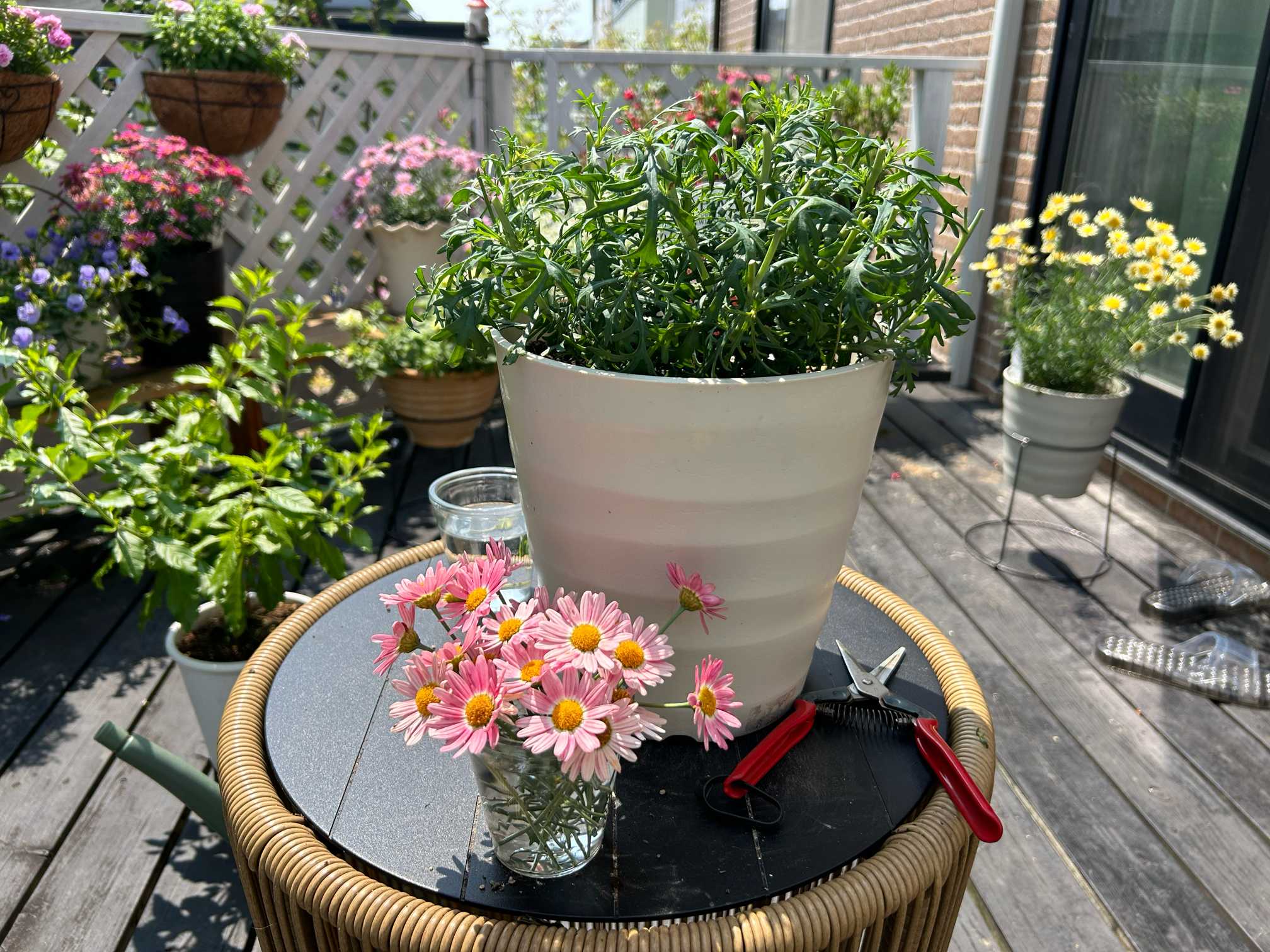 2024 裏庭の再生の記録｜🍀GreenSnap（グリーンスナップ）