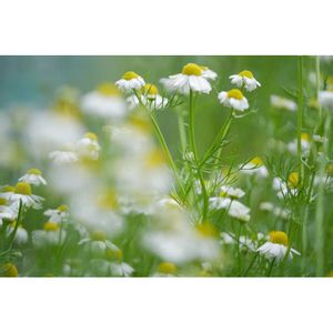 ハーブ,花のある暮らし,ハーブのある暮らし,ミラーレス一眼,夜中にこっそりの画像