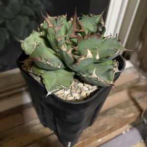 アガベ チタノタ,姫厳竜,アガベ　チタノタ　姫厳竜,アガベの根っこ,多肉植物の画像