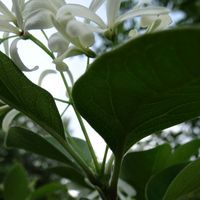 ナンジャモンジャ,ホワイト,青空,大好きな花,シルエット❤︎の画像
