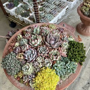 多肉植物,多肉植物寄せ植え,no green no life,多肉植物のある暮らし,ミッチの会の画像