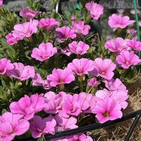 カリブラコア,鉢植え,ネコ好き,ピンクの花,花のある暮らしの画像