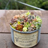 グリーンネックレス,斑入りグリーンネックレス,多肉植物,多肉植物寄せ植え,リメ缶の画像