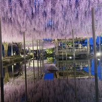 フジ,ふじ,ふじ 藤,藤（ふじ）,水面の画像