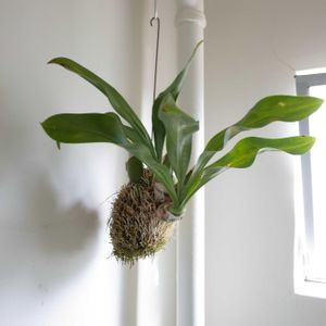 グラマトフィラム,グラマトフィラム,観葉植物,洋蘭,グリーンインテリアの画像