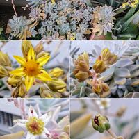 朧月,ご近所さんのモッコウバラ,自分らしくね,健康は宝,あ・り・が・と・うの画像