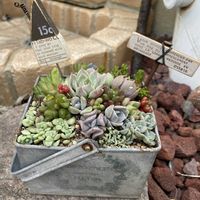 セダム,寄せ植え,多肉植物,リメ缶,多肉棚の画像