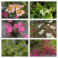 原種チューリップ,寄せ植え,多肉植物,葉挿し,リメ缶の画像