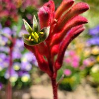 カンガルーポー,植物のある暮らし,花と緑のある暮らし,写真好き,オージー・プランツの画像