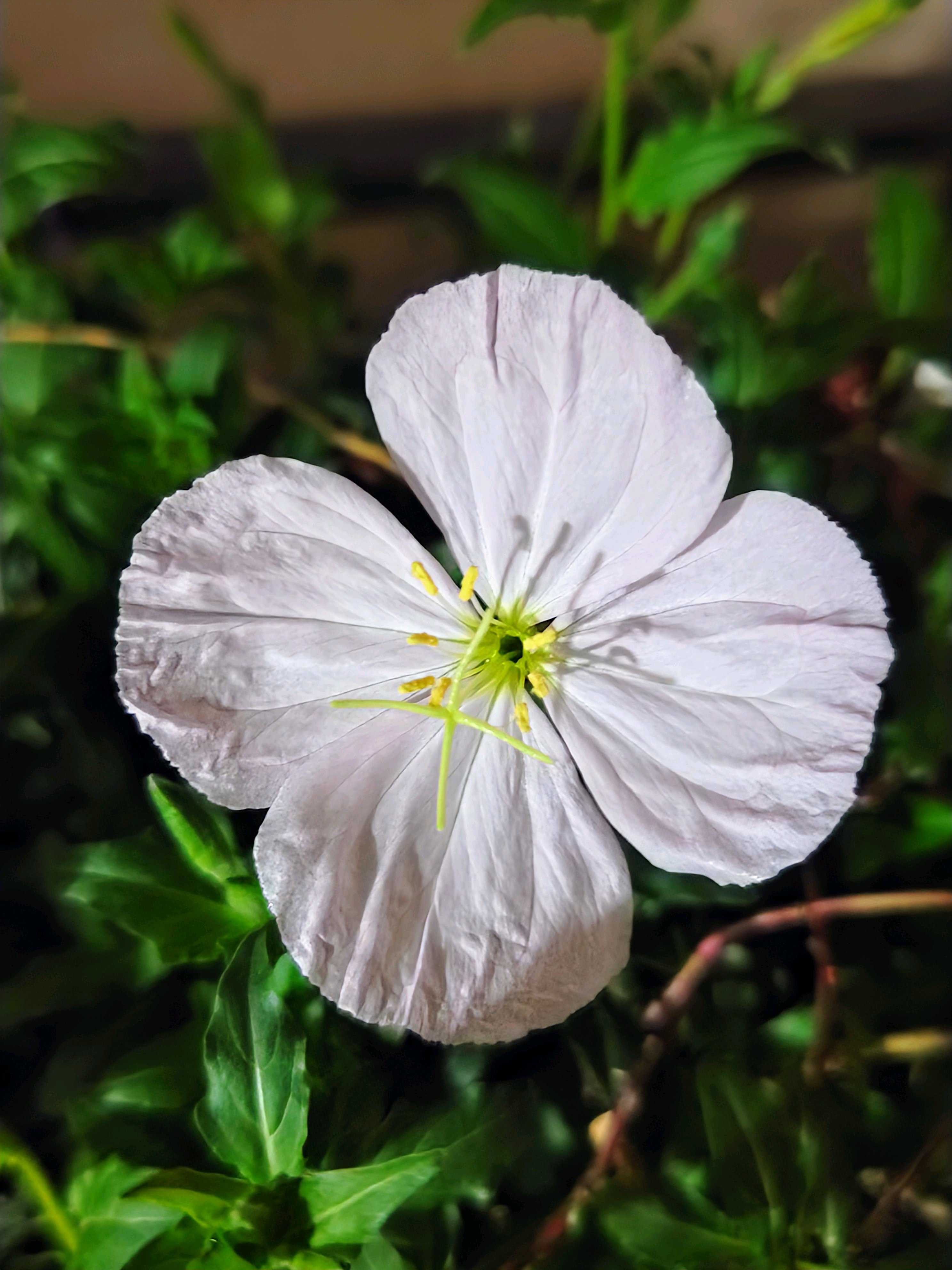 No.53 月見草(希少種•夜咲き白花)の観察記録📝｜🍀GreenSnap（グリーン