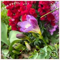 サクラソウ,フリージア,金魚草,お花大好き♡,復興祈願の画像