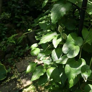 クレマチス,モッコウバラ,庭の花,つぼみ,半日陰の画像