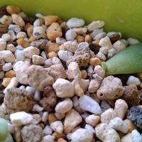 葉挿しっ子,いいね、コメントありがとうございます♡,チーム新潟,種類わからない多肉植物の画像