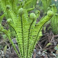 クサソテツ,草蘇鉄,やぶの中,※実家の庭の画像