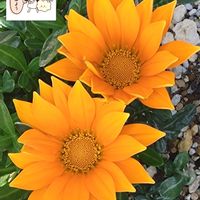 ガザニア,ビタミンカラー,オレンジの花,月曜日には､ビタミンカラー,ガザニアの栽培の画像