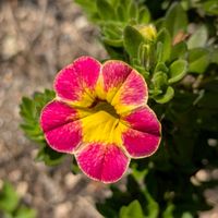 カリブラコア,カリブラコア,小さい花,小さい花壇の画像