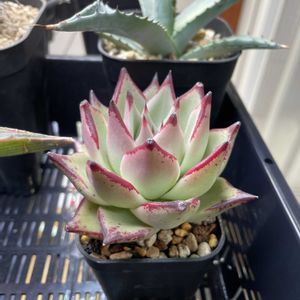 エボニー,多肉植物,エケベリア属,カット苗,メルカリ多肉の画像