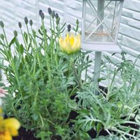ガザニア,レモンタイム,イングリッシュラベンダー ほのか,寄せ植え,ハーブの寄せ植えの画像