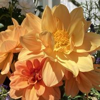 ダリア,ダリア　ラベラグランデ　キャラメル,花のある暮らし,見切り品,小さな庭の画像