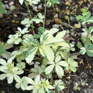 山野草,シェードガーデン,放置栽培,斑入り。,斑入り好き♡の画像
