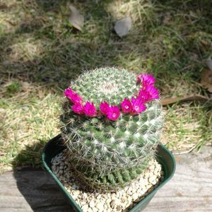 マミラリア 霧墨,多肉植物,観葉植物,100均,ダイソーの画像