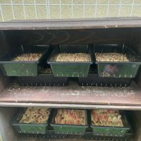 セダム,多肉植物,葉挿し,りんご箱,多肉ガーデンの画像