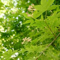 街の植栽,植物写真,植物散歩,植物散策,街中の植物の画像