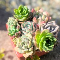 乙女心,グリーンローズ,多肉植物,多肉植物寄せ植え,多肉の寄せ植えの画像