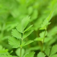 セリ,多年草,良い香り,セリ科,山菜の画像