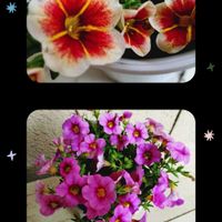 カリブラコア,ピンクの花,可愛い♡,おうち園芸の画像