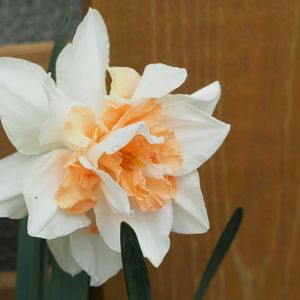 水仙(レプリット),花壇の画像