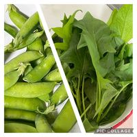ほうれん草,美笹えんどう,はるが来た！,育てて食べる,おうちde菜園の画像
