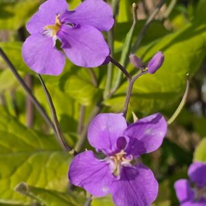 オオアラセイトウ,ムラサキハナナ,散歩道,花壇,お散歩の画像