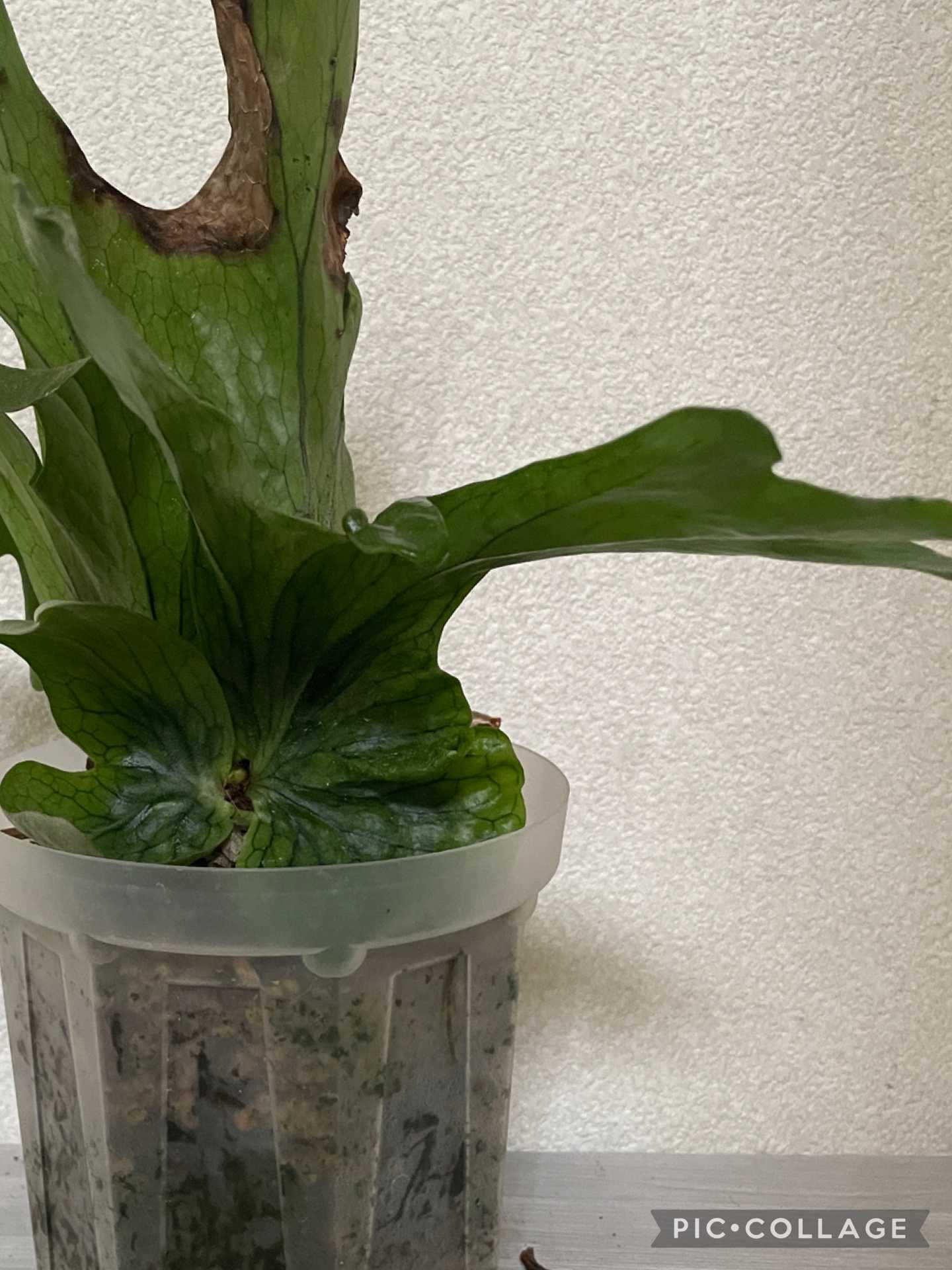 ビカクシダの森 ビカクシダの森