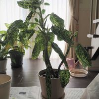ディフェンバキア,ディフェンバキア・リフレクター,観葉植物,植え替え,成長記録の画像