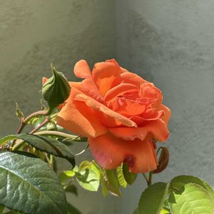 鉢植え,シェードガーデン,放置栽培,ばら バラ 薔薇,ずぼらガーデナーの画像
