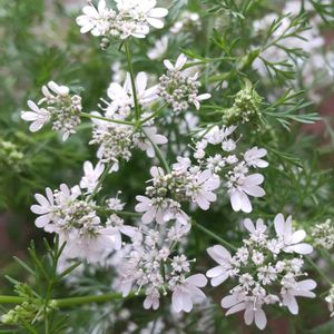 パクチー,コリアンダー,パクチーの花,香菜,シャンツァイの画像