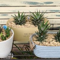 ハオルチア,十二の爪,十二の巻,植え替え,カキコの画像