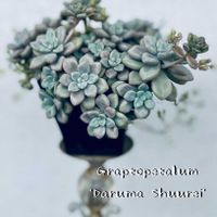 だるま秀麗,だるま姫秋麗,普及種,多肉植物のある暮らし,団地のベランダ多肉の画像