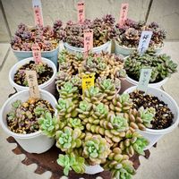 セダム,桜のしずく,桜のしずく,KOH.桜のしずく,KOH.桜のしずくの画像