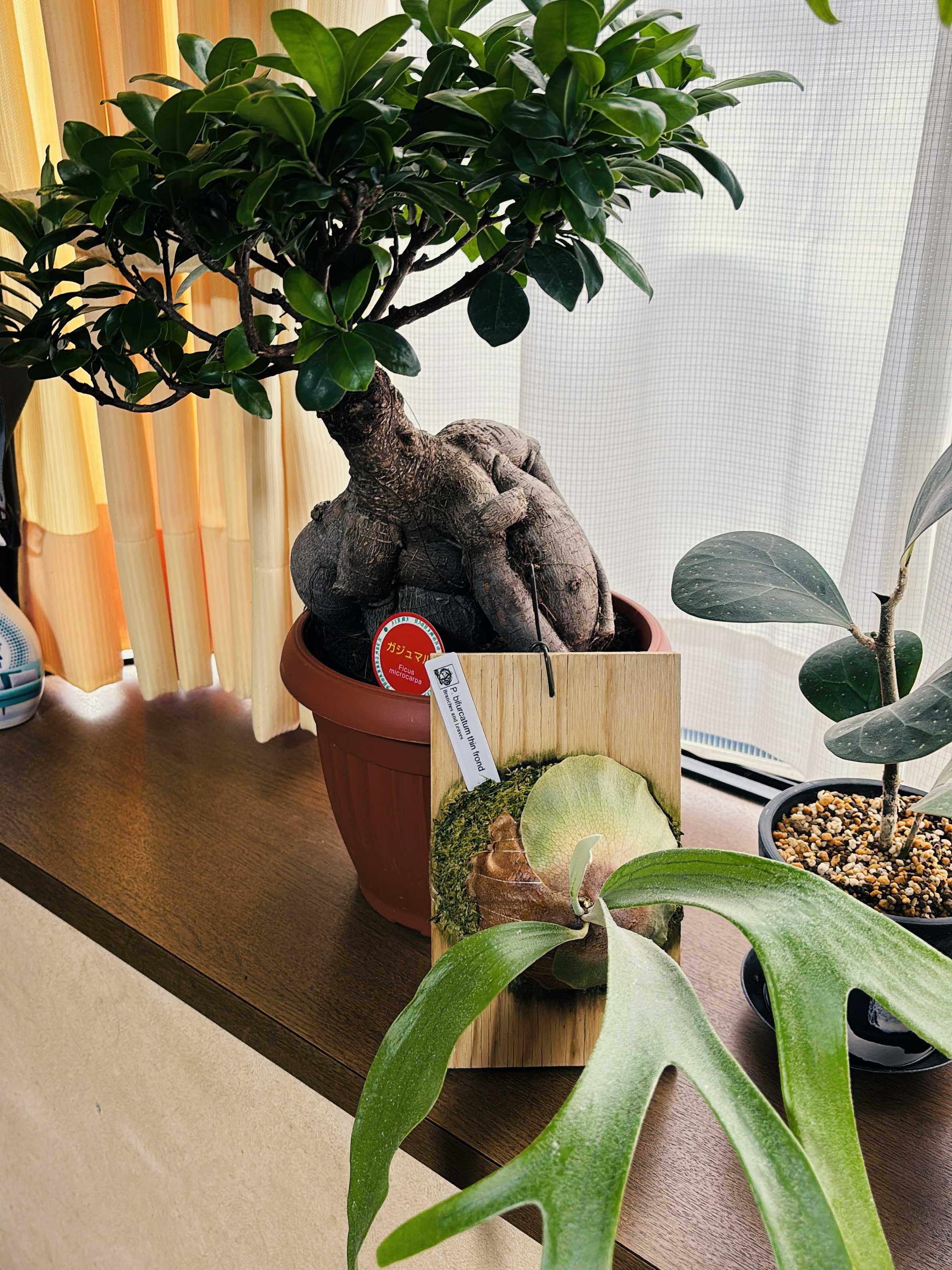 なんという種類のビカクシダか教えてください① ビカクシダの森 なんという種類のビカクシダか教えてください① ビカクシダの森