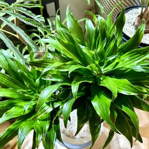 ドラセナ,ドラセナ コンパクタ,観葉植物,南国,植物の画像