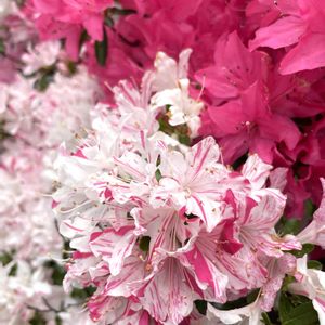 ツツジ,花壇,可愛い,花散歩,華やかの画像