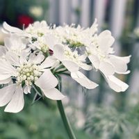 フリージア,オルレアの画像