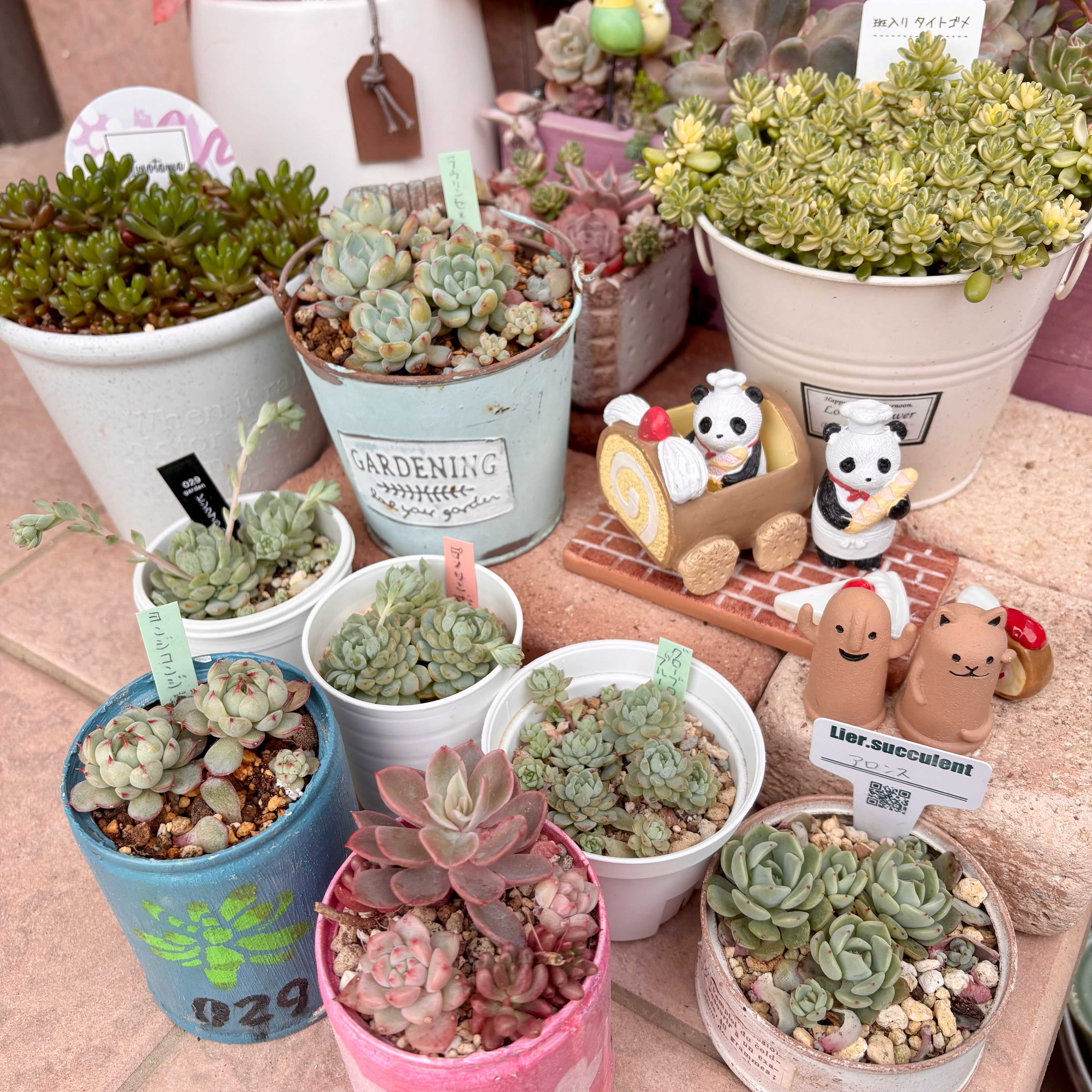 グロブローサ×ブルーミニマの一覧｜🍀GreenSnap（グリーンスナップ）