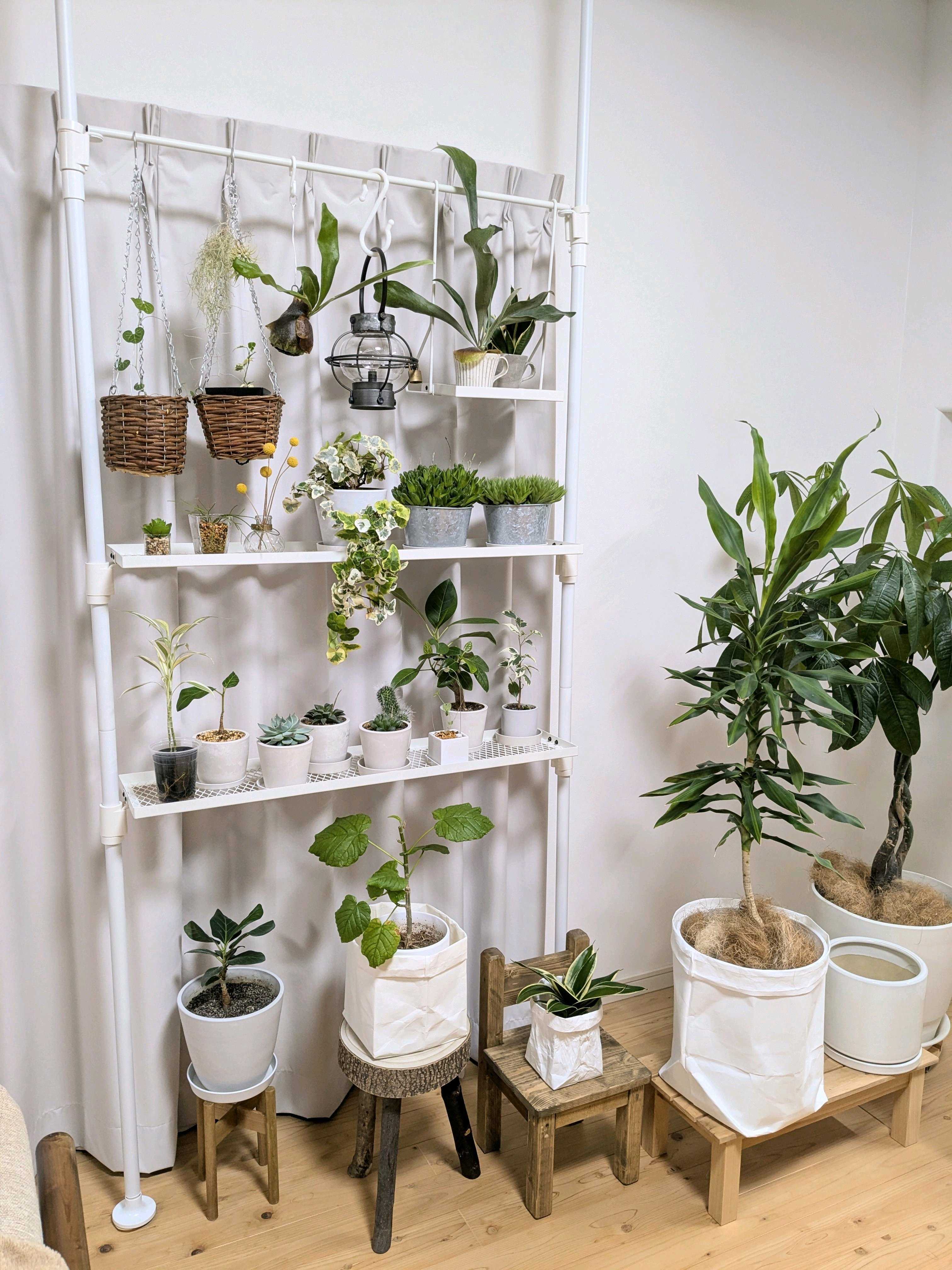 ビカクシダの森 ビカクシダの森