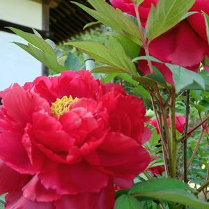 ボタン,マツ,いつもありがとう,和の庭,べらぼうな仲間たちの画像