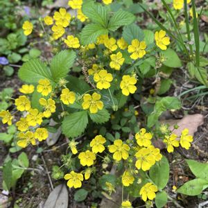 葉牡丹,オオジシバリ,ミツバツチグリ,ハボタンの花,ミツバツチグリ　群生の画像