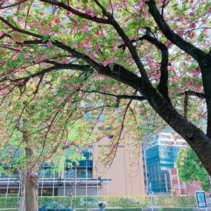 八重桜,花のある暮らし,GS映え,GS日和,ゴールデンウィークのお出かけ先の画像