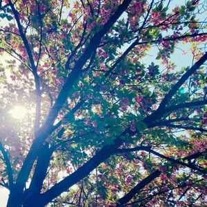 八重桜,花のある暮らし,GS映え,GS日和,ゴールデンウィークのお出かけ先の画像